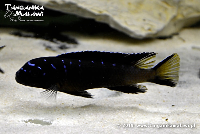Maylandia sp. 'elongatus ngkuyo' Hongi Island